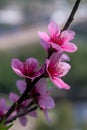 Closeup to Blossoming garden of peach trees Royalty Free Stock Photo