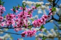 Closeup to Blossoming garden of peach trees Royalty Free Stock Photo