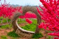 Heart shaped decoration made of straw and blooming red peach blossoms Royalty Free Stock Photo