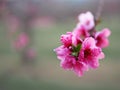 Blooming peach trees