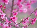 Blooming peach trees