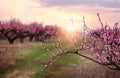 Blooming peach trees with pink flowers in a spring garden Royalty Free Stock Photo