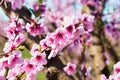 Blooming peach trees in spring