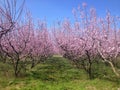 Blooming peach trees in spring Royalty Free Stock Photo