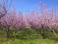 Blooming peach trees in spring