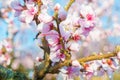 Blooming peaches pink flowers macro Royalty Free Stock Photo