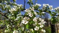 Blooming pear against the blue sky. Fruit trees in early spring. Floral background Royalty Free Stock Photo