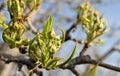 Blooming pear branch