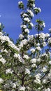 Blooming pear in the garden. Pear branch against the blue sky. Fruit trees in early spring. Vertical floral background Royalty Free Stock Photo