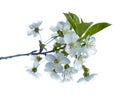 Blooming pear tree branch with beautiful white flowers with pink stamens Royalty Free Stock Photo