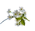 Blooming pear tree branch with beautiful white flowers with pink stamens Royalty Free Stock Photo