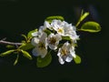 Blooming pear tree branch with beautiful white flowers with pink stamens Royalty Free Stock Photo