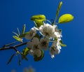 Blooming pear tree branch with beautiful white flowers with pink stamens Royalty Free Stock Photo