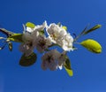 Blooming pear tree branch with beautiful white flowers with pink stamens Royalty Free Stock Photo