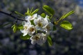 Blooming pear tree branch with beautiful white flowers with pink stamens Royalty Free Stock Photo