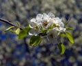 Blooming pear tree branch with beautiful white flowers with pink stamens Royalty Free Stock Photo