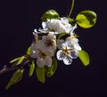 Blooming pear tree branch with beautiful white flowers with pink stamens Royalty Free Stock Photo