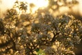 Blooming pear tree branch closeup in spring garden Royalty Free Stock Photo