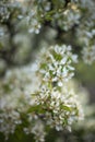 Blooming pear tree branch closeup in spring garden Royalty Free Stock Photo