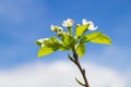 Blooming Pear Tree Branch Royalty Free Stock Photo