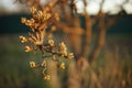 Blooming pear tree branch at sunset. Nature in spring Royalty Free Stock Photo