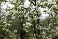 Blooming pear tree branches in a spring garden, white flowers and young green foliage, background, backdrop Royalty Free Stock Photo