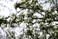 Blooming pear tree branches in a spring garden, white flowers and young green foliage, background, backdrop Royalty Free Stock Photo