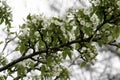 Blooming pear tree branches in a spring garden, white flowers and young green foliage, background, backdrop Royalty Free Stock Photo