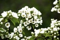 Blooming pear tree branches in a spring garden, white flowers and young green foliage, background, backdrop Royalty Free Stock Photo