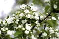 Blooming pear tree branches in a spring garden, white flowers and young green foliage, background, backdrop Royalty Free Stock Photo