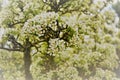 Blooming pear tree, branches in white flowers Royalty Free Stock Photo