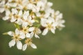 Blooming pear tree close-up branch in white flowers Royalty Free Stock Photo
