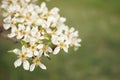 Blooming pear tree closeup branch with many white flowers Royalty Free Stock Photo