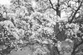 Blooming pear tree closeup branches in flowers, bw photo Royalty Free Stock Photo