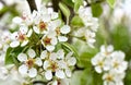 Blooming pear tree in garden Royalty Free Stock Photo