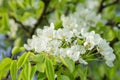 Blooming pear-tree in garden. Royalty Free Stock Photo