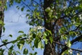 Blooming pear tree. Garden in may Royalty Free Stock Photo