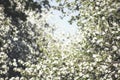 Blooming pear tree garden Royalty Free Stock Photo