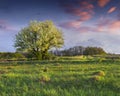 Blooming pear tree in garden at spring Royalty Free Stock Photo