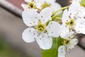Blooming pear tree in spring. Close up. Selective focus