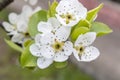 Blooming pear tree in spring. Close up. Selective focus
