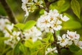 Blooming Pear Tree