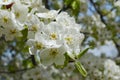 Blooming pear tree, White flowers on a pear tree. Spring background. Selective focus Royalty Free Stock Photo