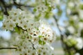 Blooming pear tree, White flowers on a pear tree. Spring background. Selective focus Royalty Free Stock Photo