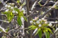 Blooming pear tree. White flowers on a pear tree. Spring background Royalty Free Stock Photo