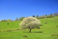 Blooming Pear Tree Royalty Free Stock Photo