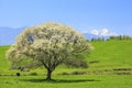 Blooming Pear Tree Royalty Free Stock Photo