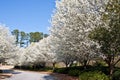 Blooming Pear Trees on Curve in Road Royalty Free Stock Photo