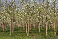Blooming Pear Trees in Orchard - Drip Irrigation in the Orchard Royalty Free Stock Photo