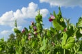 Blooming peas